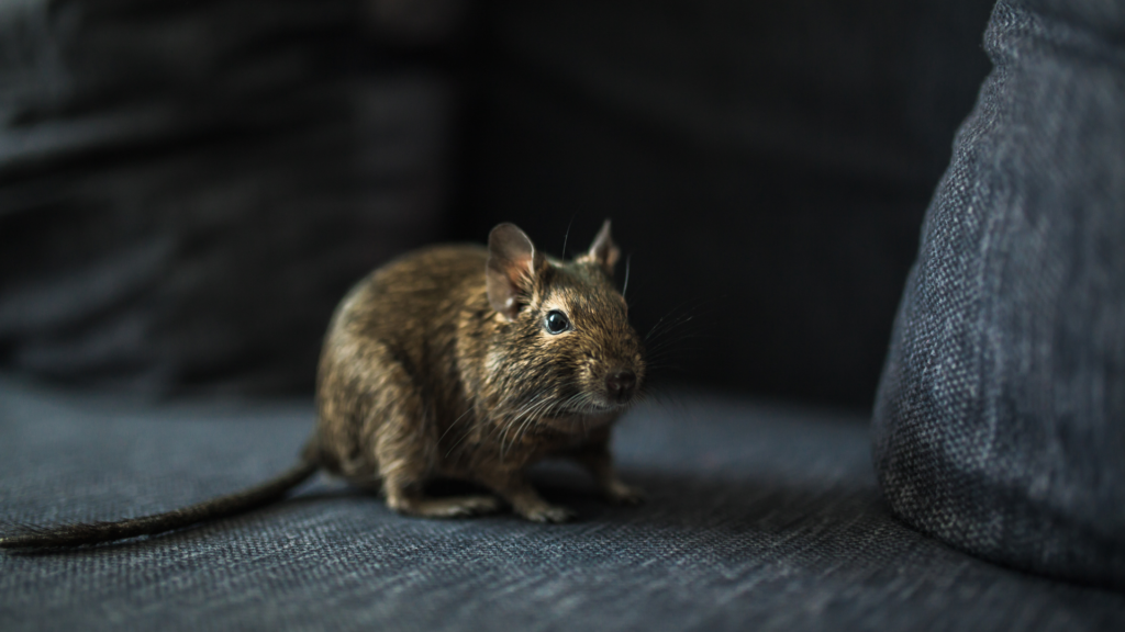 A rodent sitting on a couch