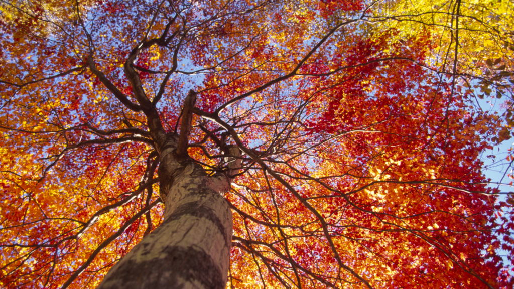 A colorful autumn tree with red and yellow leaves