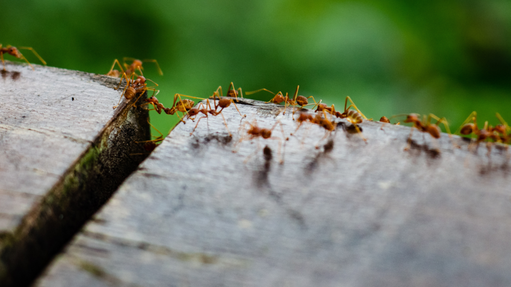 A close-up of red ants marching across a wooden surface, forming a trail.
